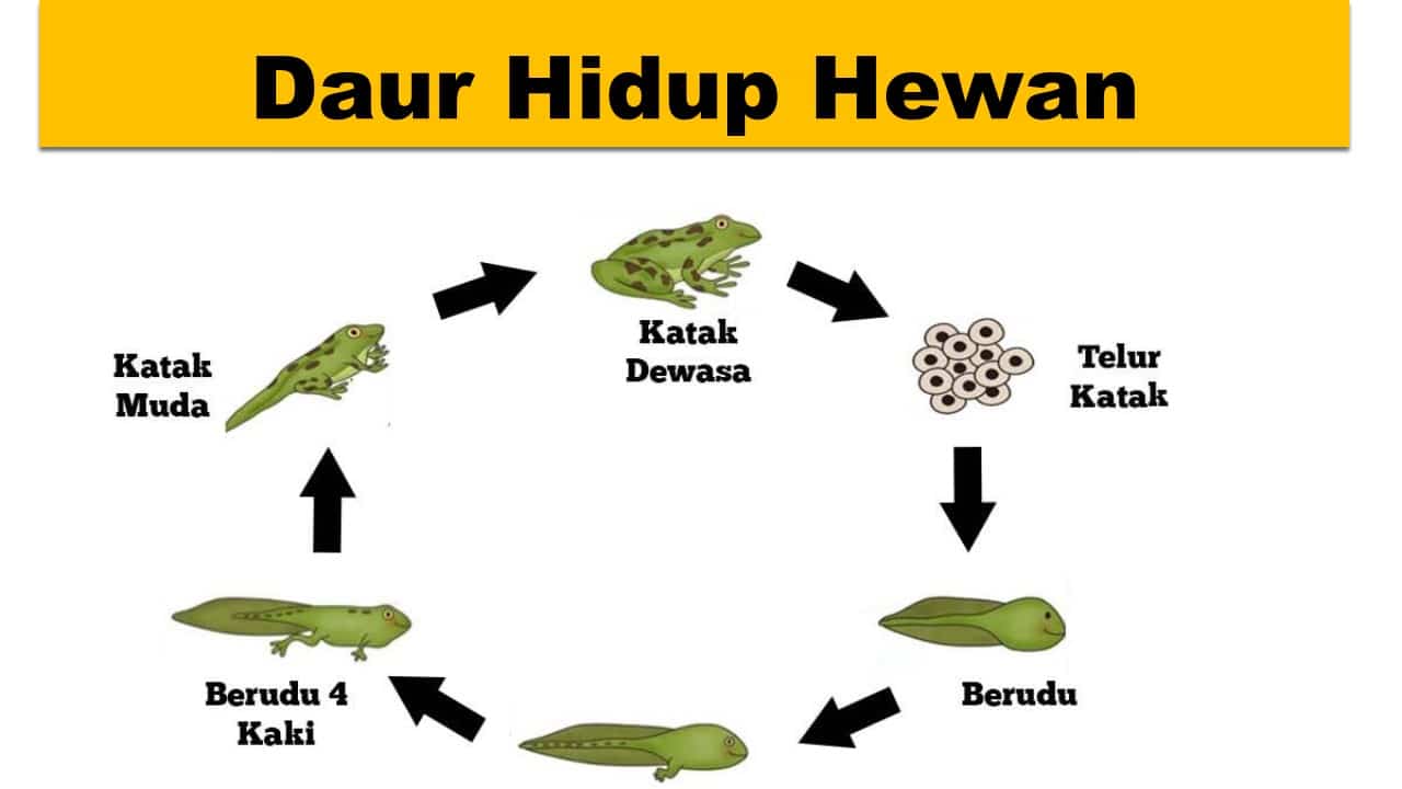 daur hidup hewan