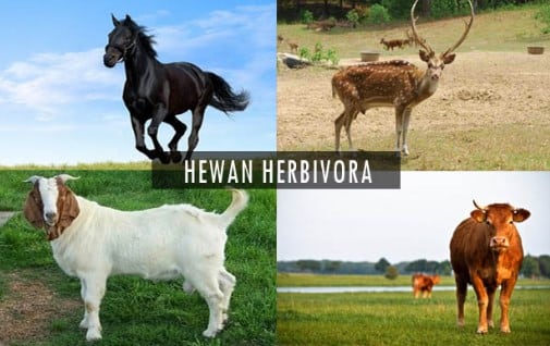 hewan herbivora