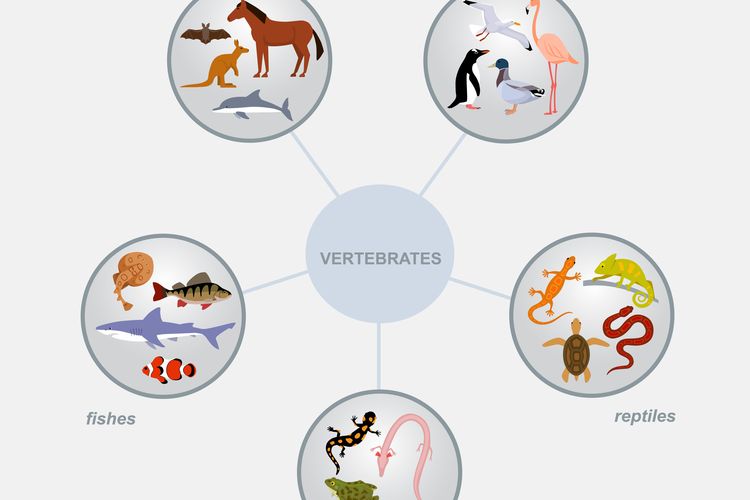 hewan vertebrata