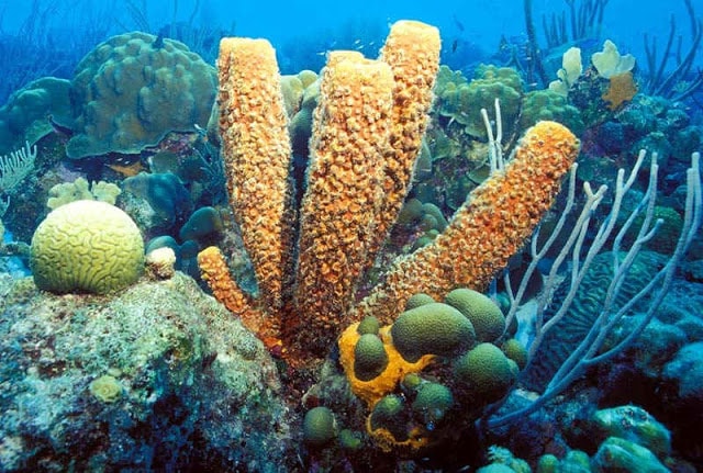 porifera